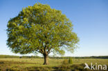 Common Oak