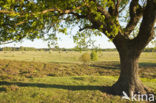 Common Oak