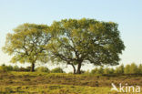 Common Oak
