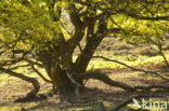 Common Oak