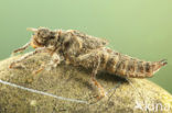 Dragonfly (Cordulegaster bidentata)