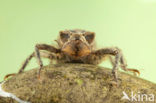 Dragonfly (Cordulegaster bidentata)