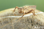 Dragonfly (Cordulegaster bidentata)