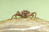 Dragonfly (Cordulegaster bidentata)