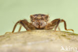 Dragonfly (Cordulegaster bidentata)