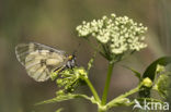 Zwarte apollovlinder (Parnassius mnemosyne)