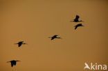 Zwarte Ibis (Plegadis falcinellus)