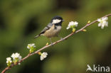 Zwarte Mees (Parus ater)