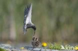 Black Tern (Chlidonias niger)