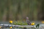 Zwarte Stern (Chlidonias niger) 