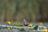 Zwarte Stern (Chlidonias niger) 