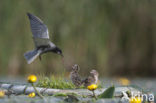 Black Tern (Chlidonias niger)