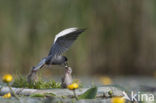 Zwarte Stern (Chlidonias niger) 