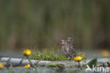 Zwarte Stern (Chlidonias niger) 