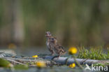 Zwarte Stern (Chlidonias niger) 