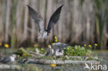 Zwarte Stern (Chlidonias niger) 