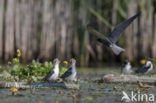 Zwarte Stern (Chlidonias niger) 