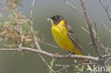 Zwartkopgors (Emberiza melanocephala)