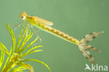 Zwervende pantserjuffer (Lestes barbarus)