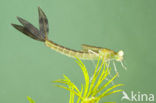 Zwervende pantserjuffer (Lestes barbarus)