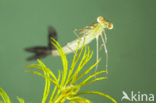 Zwervende pantserjuffer (Lestes barbarus)