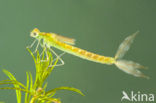 Zwervende pantserjuffer (Lestes barbarus)