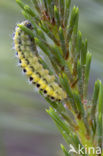 Zygaena angelicae