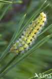 Zygaena ephialtes