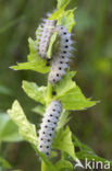 Zygaena minos