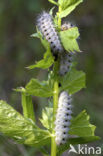 Zygaena minos