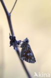 Grizzled Skipper (Pyrgus malvae)