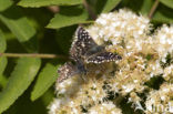 Grizzled Skipper (Pyrgus malvae)