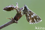 Grizzled Skipper (Pyrgus malvae)