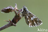 Grizzled Skipper (Pyrgus malvae)