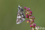 Grizzled Skipper (Pyrgus malvae)