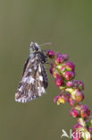 Grizzled Skipper (Pyrgus malvae)