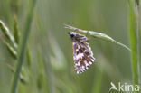 Grizzled Skipper (Pyrgus malvae)