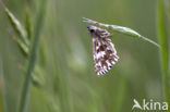 Grizzled Skipper (Pyrgus malvae)