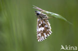 Grizzled Skipper (Pyrgus malvae)