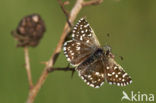 Grizzled Skipper (Pyrgus malvae)