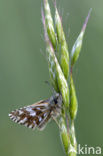 Grizzled Skipper (Pyrgus malvae)