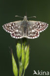 Grizzled Skipper (Pyrgus malvae)