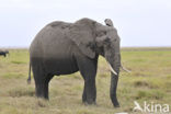 African elephant (Loxodonta africana) 