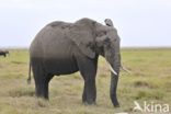 Afrikaanse olifant (Loxodonta africana) 