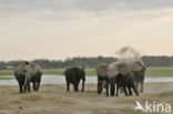 African elephant (Loxodonta africana) 