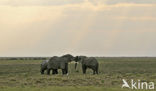 Afrikaanse olifant (Loxodonta africana) 