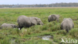 Afrikaanse olifant (Loxodonta africana) 