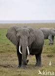 Afrikaanse olifant (Loxodonta africana) 