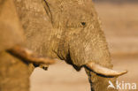 African elephant (Loxodonta africana) 