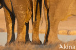 African elephant (Loxodonta africana) 